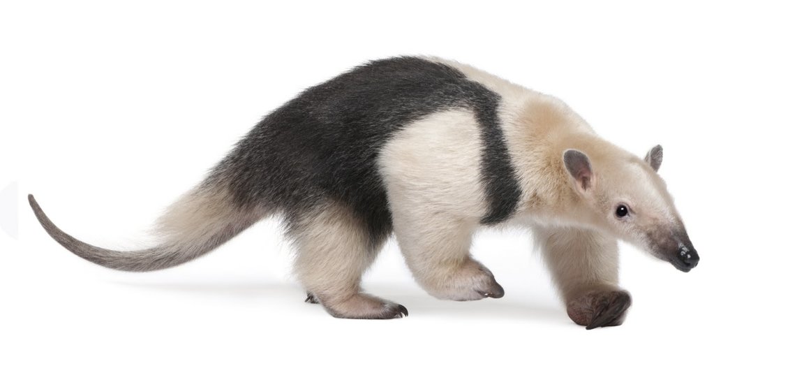 World Animal Foundation