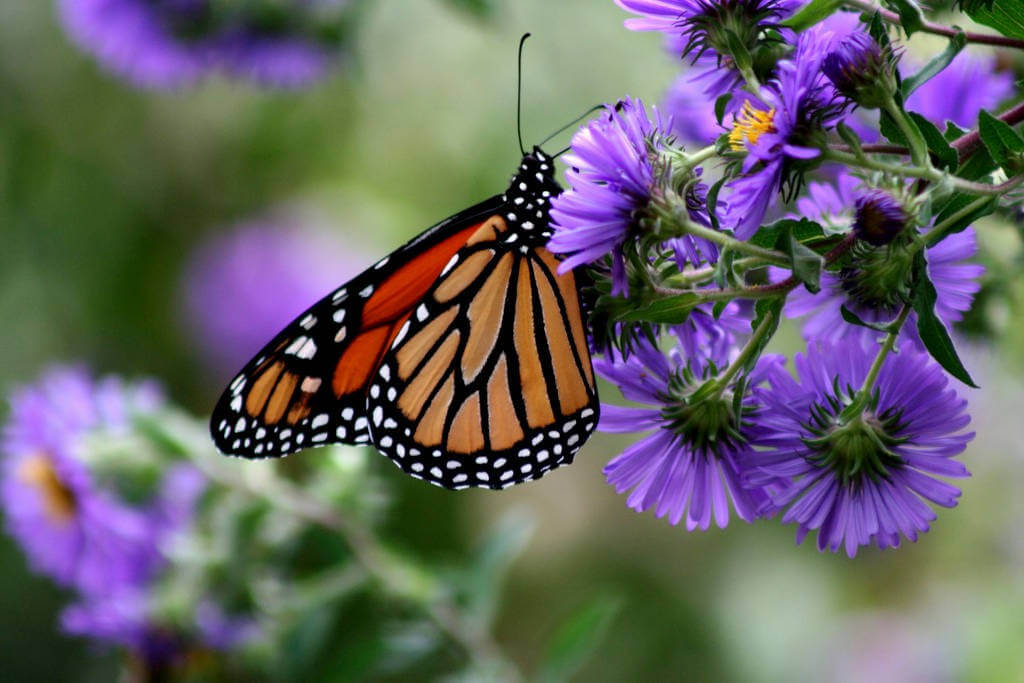 Butterflies - Wild Animals News & Facts