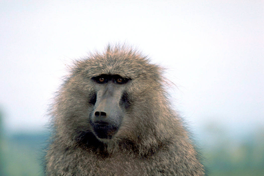Baboons - Wild Animals News & Facts