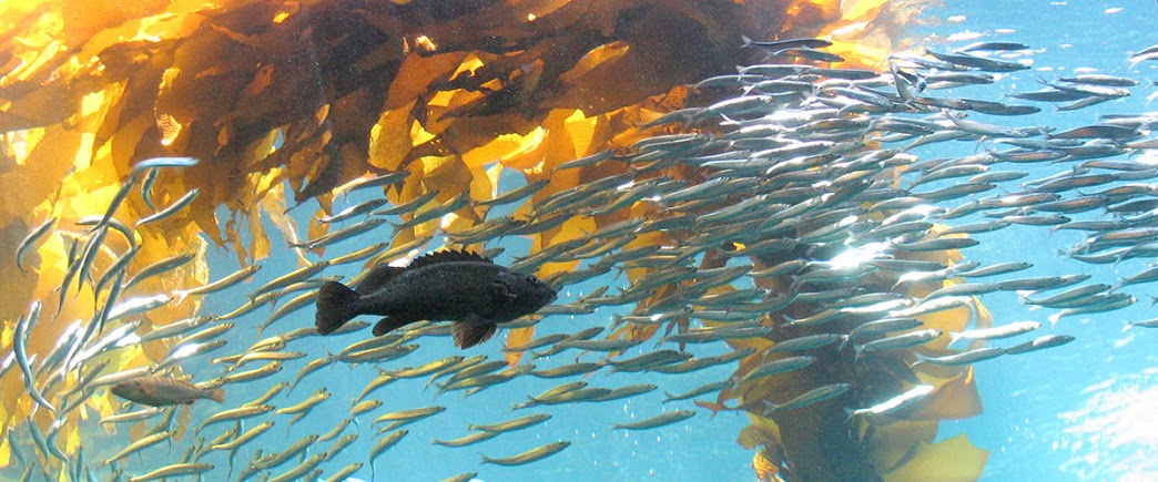 Kelp Forests In Danger - Wild Earth News & Facts