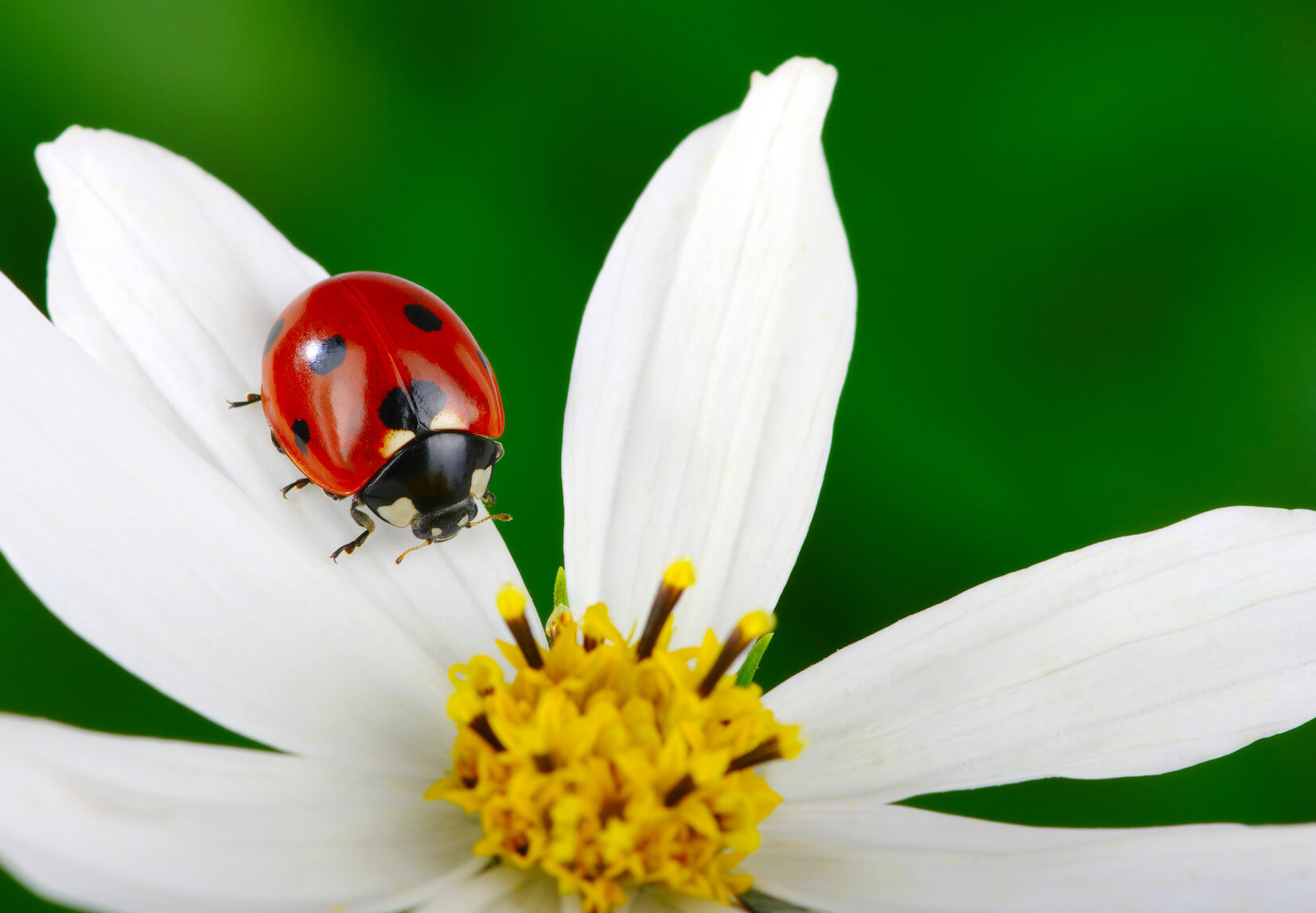 Orange Ladybugs: What They Really Are and Why They Are a Threat