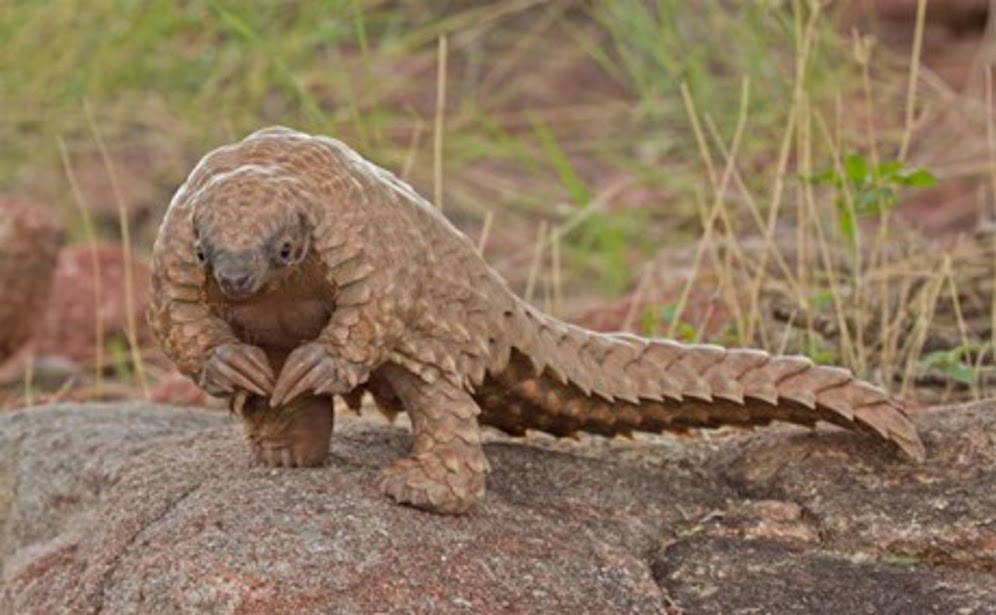 pangolin vs armadillo