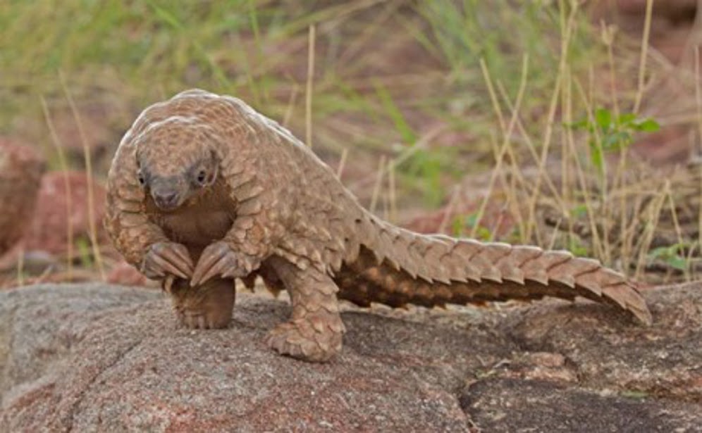 Pangolins Are The Most Trafficked Mammals - Wild Earth News & Facts