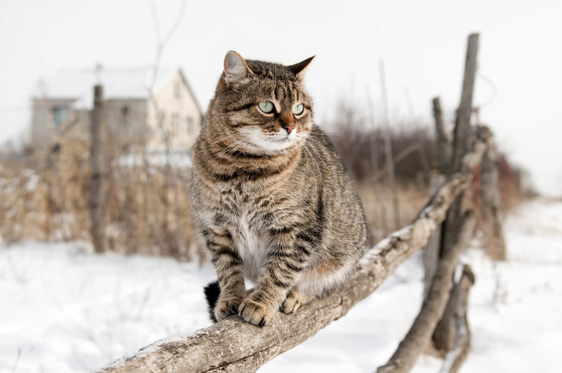 Protect Outdoor Cats In Winter How To Help Animal Encyclopedia