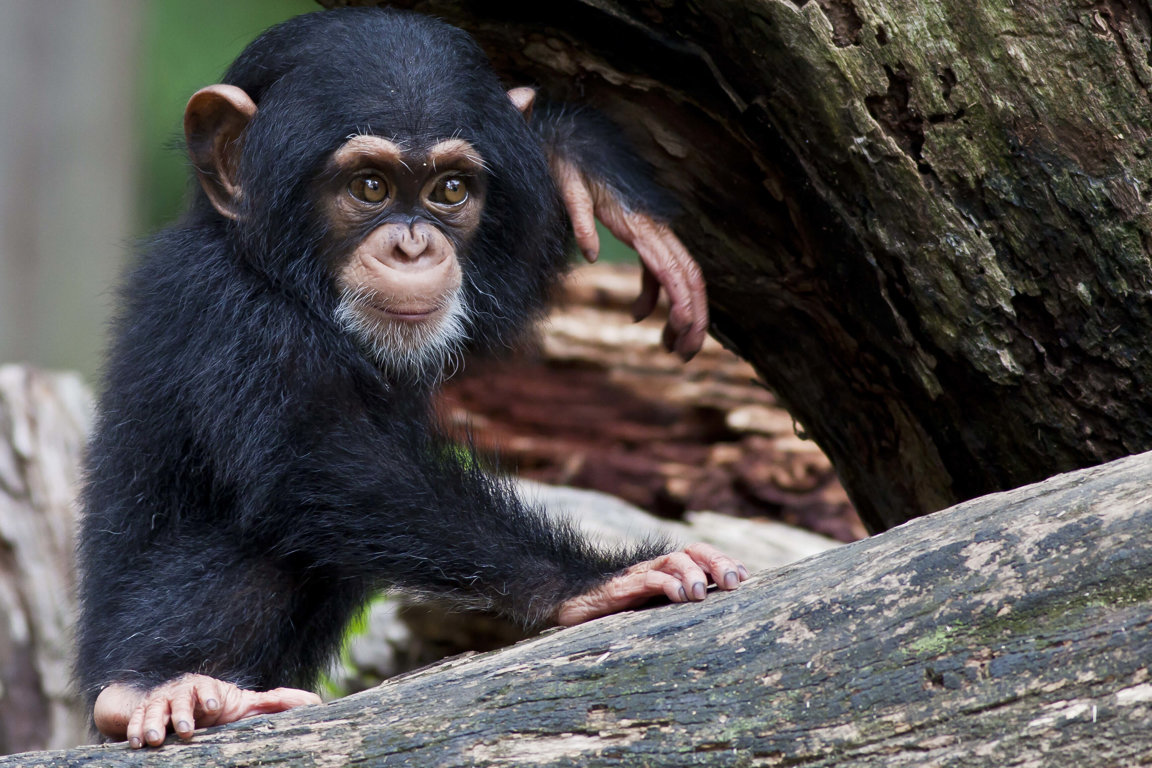 Chimpanzee Fight To Survive