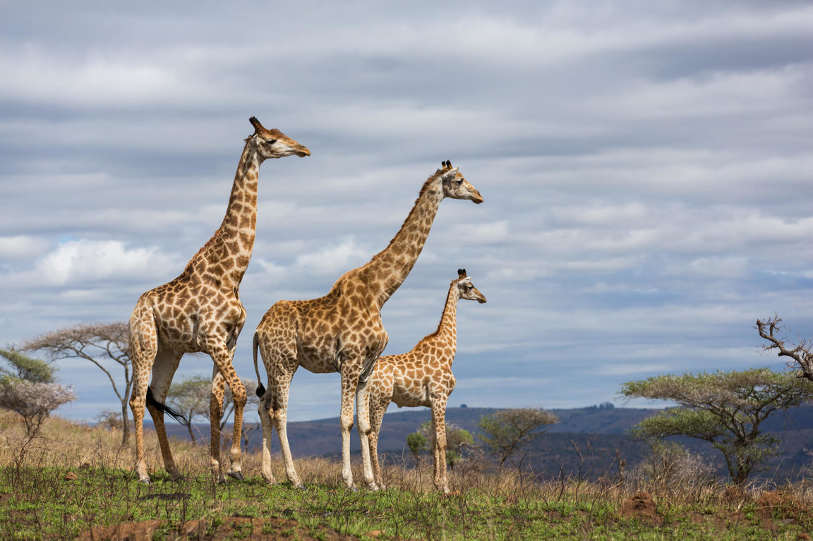 Giraffes In Danger