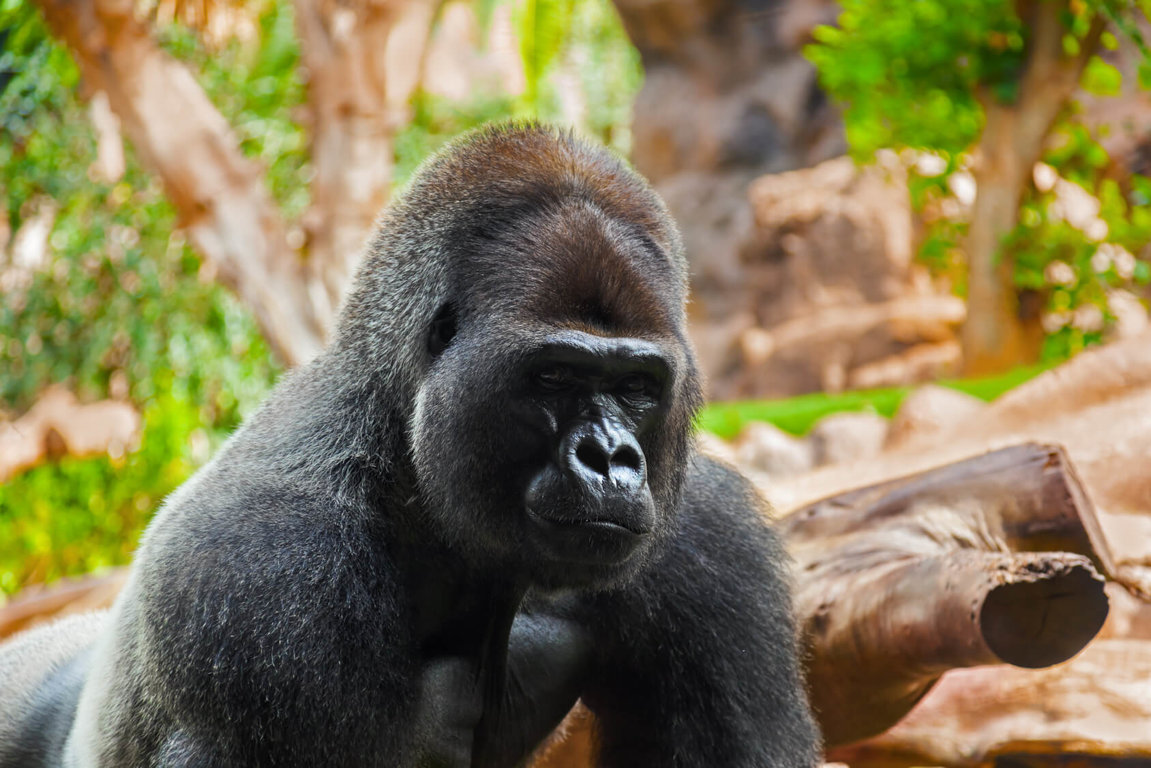 Gorillas Facing Extinction