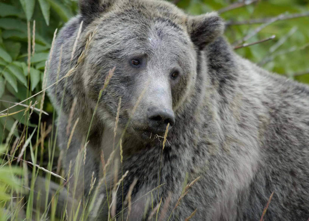 Bears Threatened 