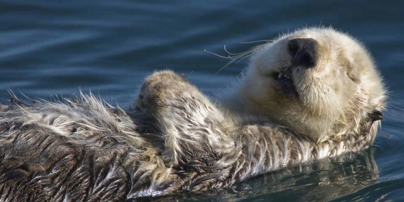 Sea Otters: The Kelp Keystone