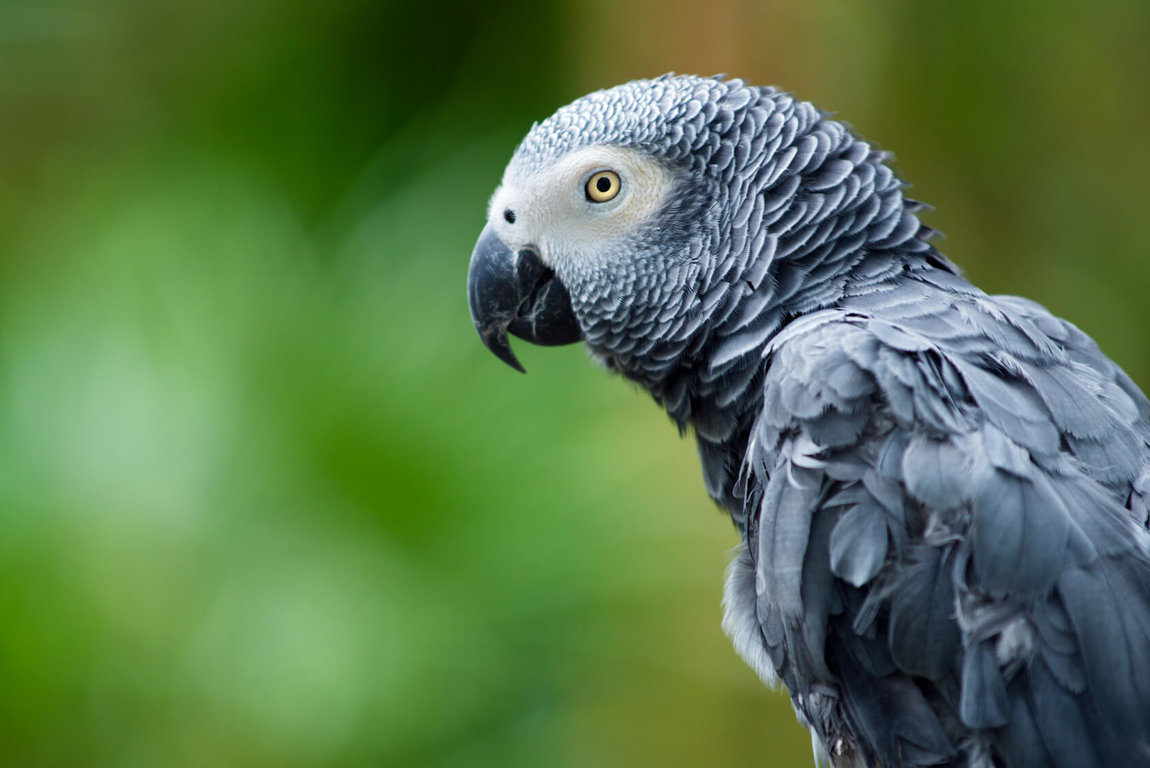 Parrots & Toucans In Danger