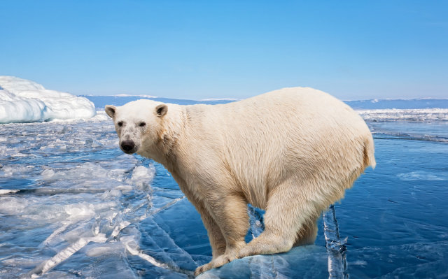 Polar Bears In Danger