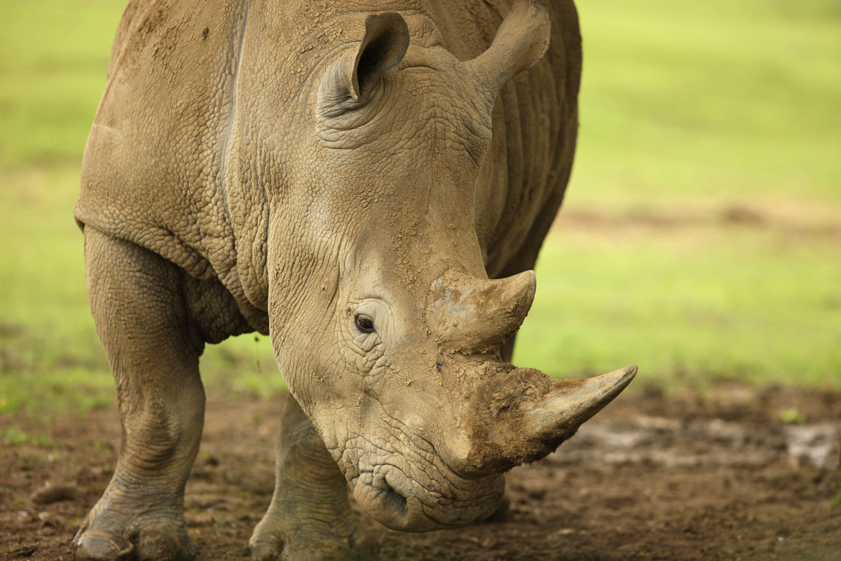 Rhino Horn Trade