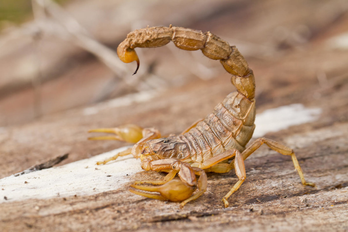 scorpions-invertebrates-animal-encyclopedia