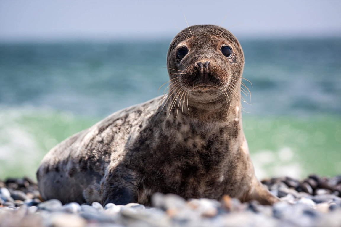 Seals & Sea Lions Under Siege