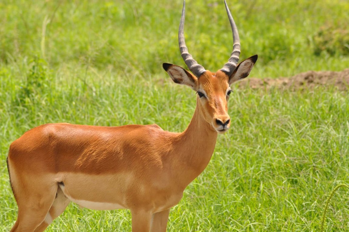 Antelopes In Jeopardy