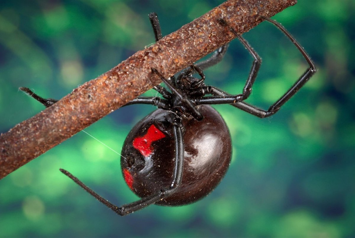 A Study has Been Conducted to know what Class of Animals Spiders Are