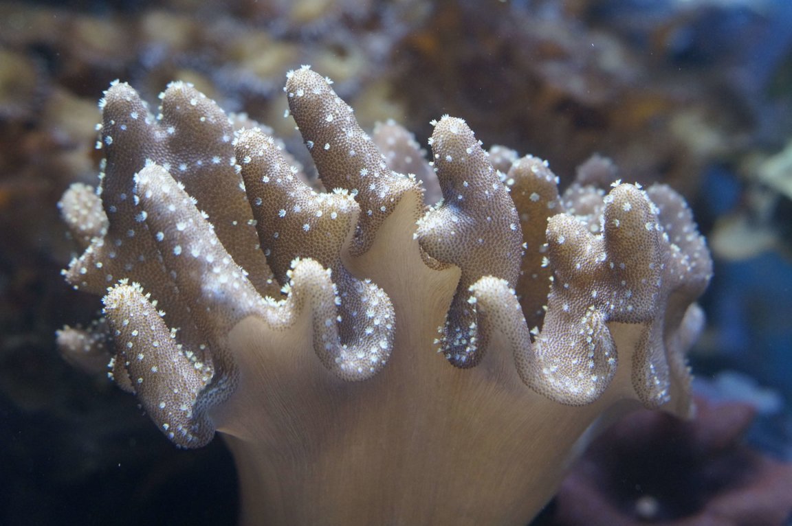 Corals As Gifts