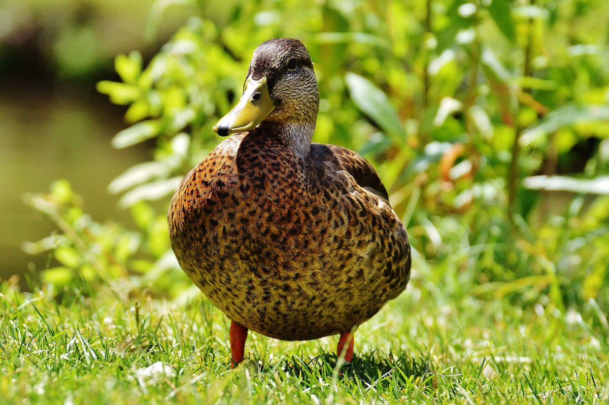 Grassland Ducks In Trouble