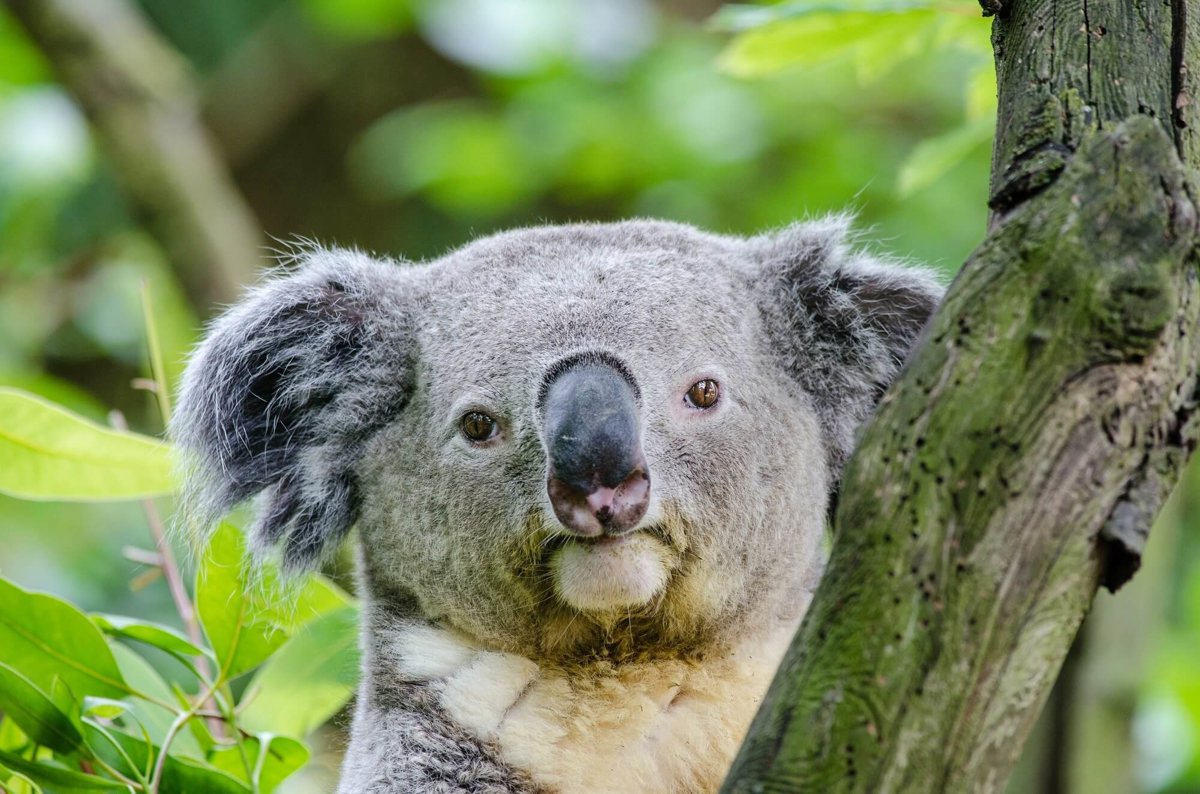 Koalas In Danger