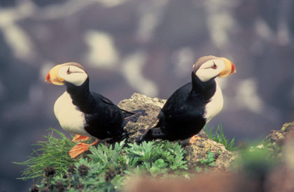 Puffins