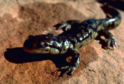 Salamanders