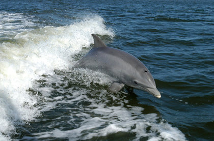 Dolphins Under Threat