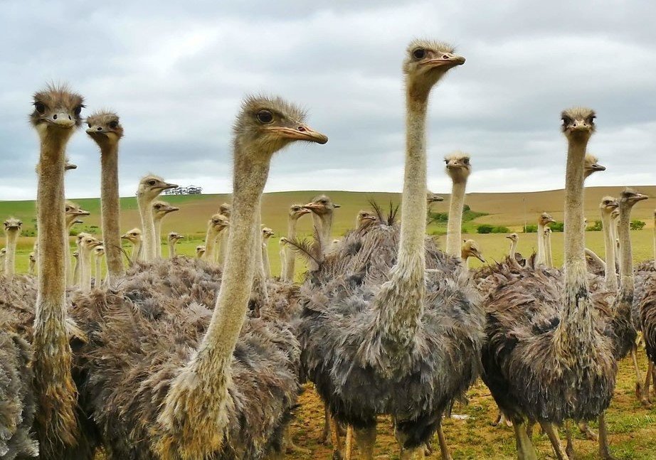 Ostriches