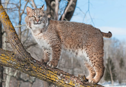 Bobcats