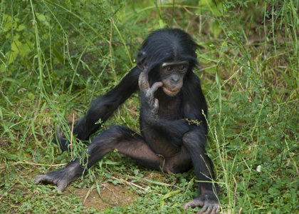 Bonobos