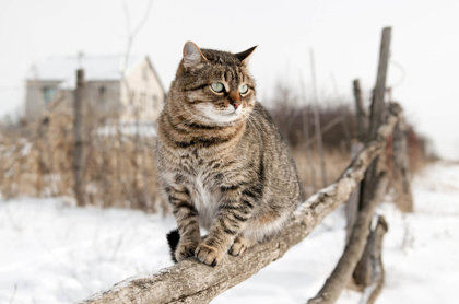 Protect Outdoor Cats In Winter