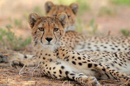 Cheetahs