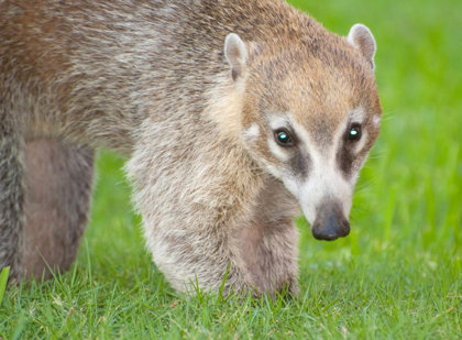 Coatis