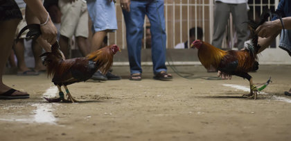 Cock Fighting