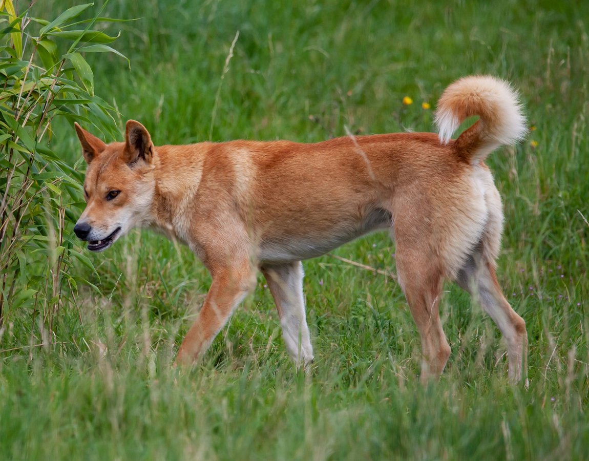 Dingoes