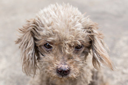 How To Fight Animal Cruelty