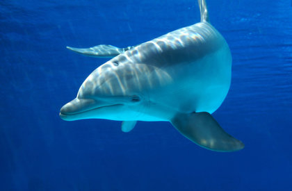 Dolphins At Risk