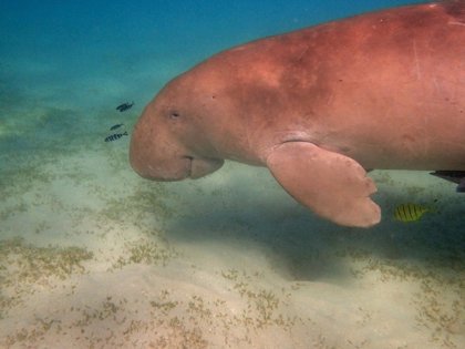 Dugongs