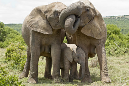 Elephants