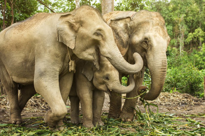 Forest Elephants