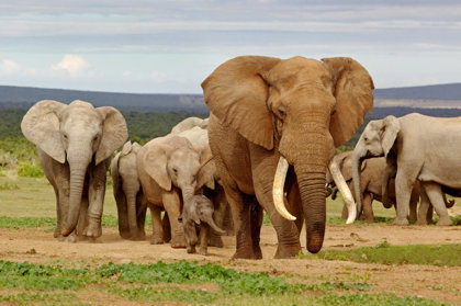 Elephant Poaching