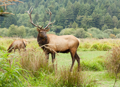 Elk