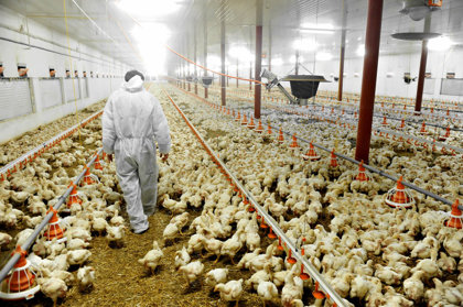 Poultry Industry