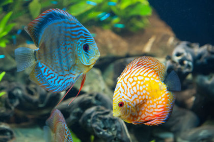 Fish Pet Trade Cyanide Use