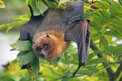 Fruit Bats