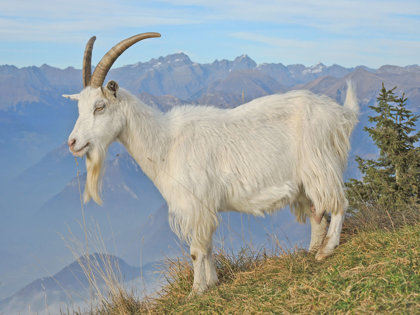 Fair Trade Not Fair For Animals