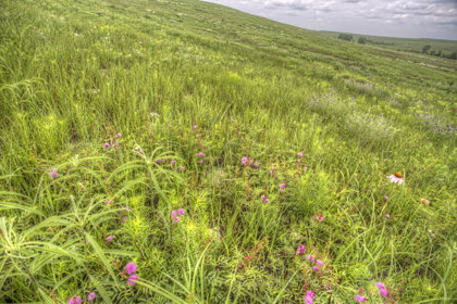 Prairie Grasslands