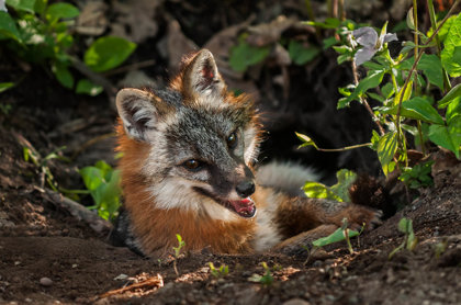 Gray Foxes
