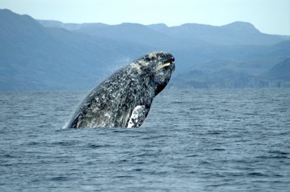 Gray Whales