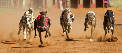Greyhound Racing