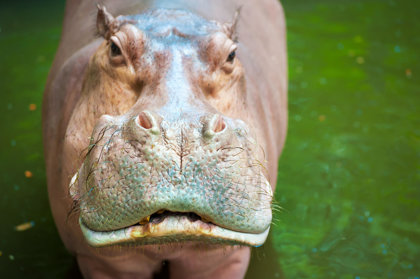 Hippopotamuses